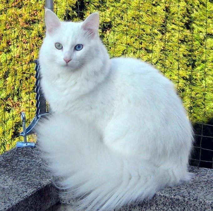 gato de angora turca