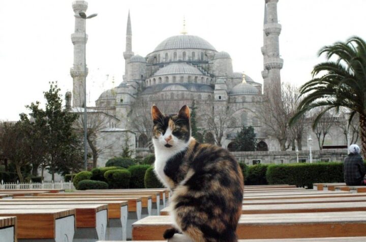 gato y mezquita